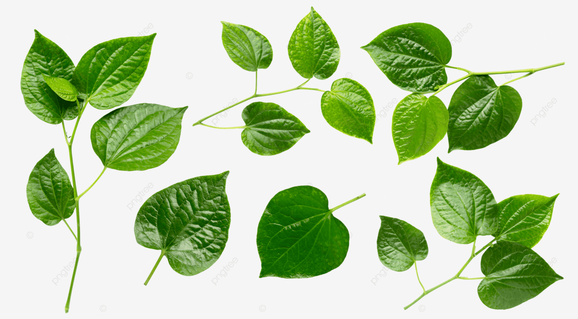 Betel Leaf Hero Section Background Image